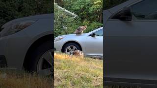 Juvenile Red Tailed Hawk landed on my car nature [upl. by Pelag]