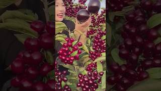 The process of harvesting giant cherries [upl. by Seidler773]