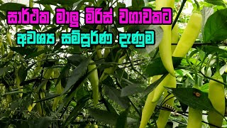 malu miris wagawa  මාළු මිරිස් වගාව  How to grow capsicum correctly [upl. by Minoru]