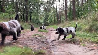 Wachtelhund Welpen im Wald Teil 2 [upl. by Eelarual]