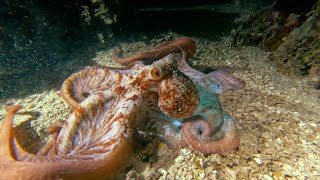 Scuba Diving Roatan Honduras  Coco View Resort  Oct 2022 [upl. by Mccahill]