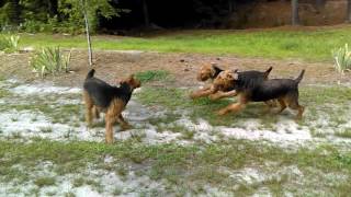 Airedale Terrier Puppies Sale Video  S amp S Family Airedales  Pack Walk Airedales Puppies Puppy [upl. by Uta497]