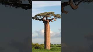 5 Amazing Reasons the Baobab Tree is NATURES SUPERSTAR [upl. by Akkinahs]