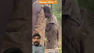 Baboon today lunch africa wildlife nature wildanimals hadzabe [upl. by Prescott]