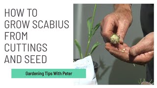 How to Grow Scabius from Cuttings and Seed  Garden Ideas  Peter Seabrook [upl. by Pepi552]