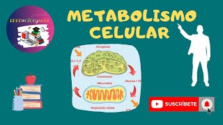 Metabolismo celular  anabolismo  catabolismo  ATP energía [upl. by Yun]