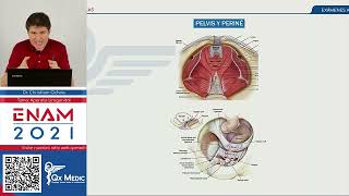 Sistema urogenital Anatomia  Villamedic [upl. by Amelia36]