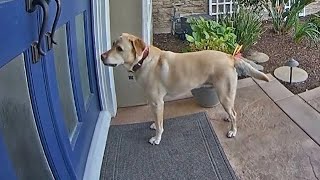 Labrador Retriever Rings Doorbell To Come Inside [upl. by Cecilius686]