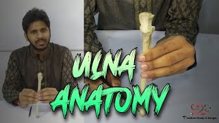 Ulna anatomy in bangla  Parts attachment ossification joints [upl. by Sikes]