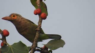 shriwardhan birding brown headed barbet कुटूरगा Megalaima zeylanica [upl. by Vanhomrigh293]