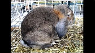 Kleinwidder Lopeared Rabbit Petit Bélier Gris Garenne Illfurth 2012 [upl. by Aysahc]