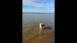 Exploring Nanjemoy Wildlife Management Area with a Wet Dog [upl. by Eelak]