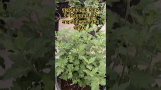 Guldaudi flower plant care tips Chrasanthemum flower plant care sevanti Divyajosephgarden garden [upl. by Brookner699]