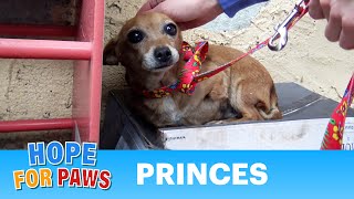 A sick three legged dog sleeps in the rain on a shoebox and waits months to be rescued story [upl. by Gregory]