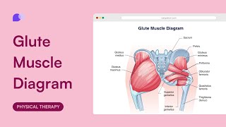 Glute Muscle Diagram [upl. by Poulter617]