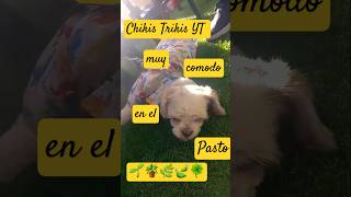 Chikis Trikis YT muy cómodo en pasto 😍🌲🌱🪴🌿🍃🍀❤️❤️🐶 [upl. by Ahsier]