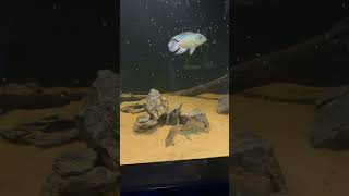 Feeding the 500 Gallon Plywood Aquarium [upl. by Jesher]