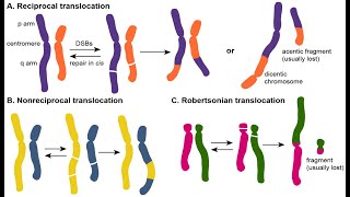 Decoding Chromosomal Translocation A Dive into Recent Research [upl. by Anirol741]