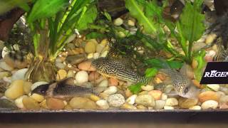 Corydoras Agassizii Scores [upl. by Reste]