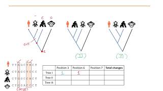 Phylogenetics Part 5  Maximum Parsimony and Maximum Likelihood methods [upl. by Assedo]