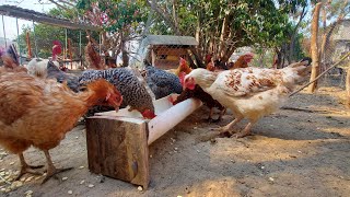 Comedero económico para gallinas con PVC paso a paso DIY [upl. by Mailliw]