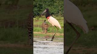 The icons of pantanal  Jaguar and Jabiru viralvideo trendingreels [upl. by Harms472]