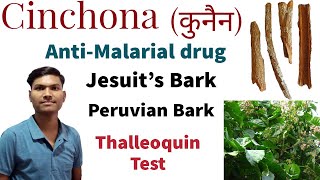 CINCHONA OFFICINALIS  THALLEOQUIN TEST  ANTIMALARIAL DRUG  JESUITS BARK  KUNAIN [upl. by Padriac]