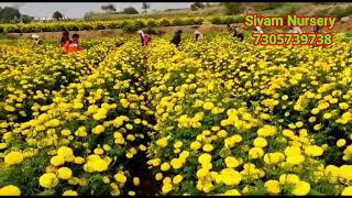 சாமந்தி பூ வளர்ப்பு  7305739738  Samanthi poo valarppu  Marigold flower cultivation in tamil [upl. by Agace]