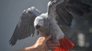 Tips on Showering Your African Grey [upl. by Kinna315]