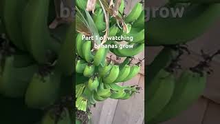 Part 1 of watching bananas grow [upl. by Gnoy]