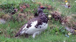 Lagópode Branco  Ptarmigan  Alpenschneehuhn [upl. by Assenay]