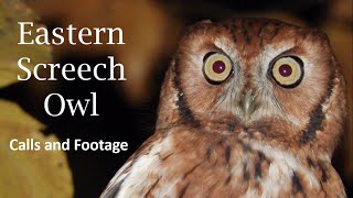 Eastern ScreechOwl  Calls and Footage [upl. by Esidnak]