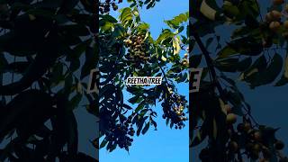 Reetha tree 🌳 nature viralshort youtubeshorts [upl. by Latsirk]