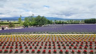 Exploring the Vibrant Lavender Fields of Farm Tomita FuranoHokkaido [upl. by Ecarret761]