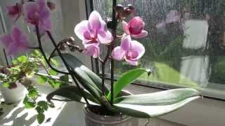 Phalaenopsis orchid Care [upl. by Yraccaz998]