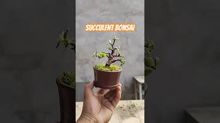 Succulent Shaping SHOWDOWN Pruning vs Bonsai for Maximum Growth [upl. by Leiva]