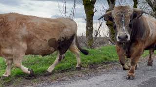 Jourdain  Film Aubrac [upl. by Amuwkuhc80]