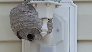 Bald Faced Hornets Nest Attached to Light Fixture [upl. by Donia]