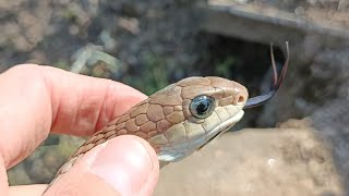 Highly venomous African Tree Snake Boomslang rescue [upl. by Buller]