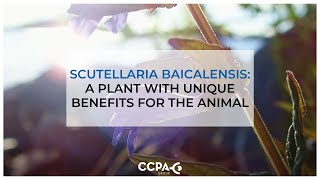 Scutellaria Baicalensis a plant with unique benefits for the animal [upl. by Erasaec]