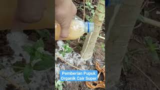 Pupuk Organik Cair Super Bawang Merah farming gardening pupukorganikcair shorts short [upl. by Nanci569]