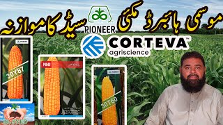 Pioneer corn hybrid seed  Maize high yielding hybrid in Pakistan Comparison of Pioneer Hybrid seed [upl. by Casteel]