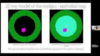 Role of intercellular adhesion in cell migration A cellular potts model perspective [upl. by Mundt]