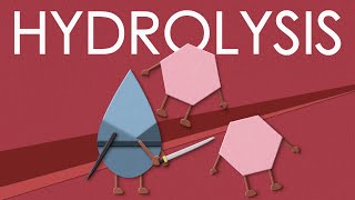 Hydrolysis of carbohydrates [upl. by Eedak]