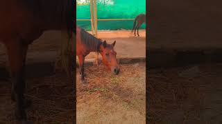 animal park restaurant  tirupati trending viral shorts youtube [upl. by Wilburn]