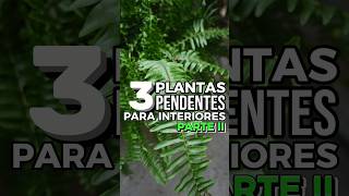 3 ESPÉCIES DE PLANTAS PENDENTES PARA INTERIORES PARTE 2  Plantinhas para usar como decoração 🪴 [upl. by Sehcaep208]