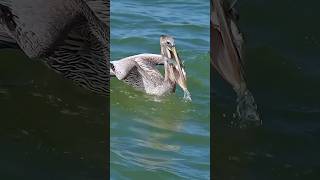 Pelican bird trending viralvideo youtubeshorts [upl. by Sivram]