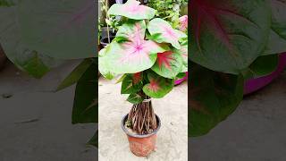 Beautiful caladium plant care tips viralshortstrendingytshortsgardeningShortviralshorts [upl. by Forlini]