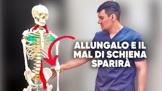 Allunga questo muscolo e dimentica il mal di schiena Non aspettare fallo ora [upl. by Enowtna]