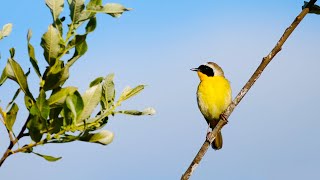 Spring Songbirds in 4K 7 Hours of Beautiful Bird Scenes amp Sounds for Relaxation Study Sleep UHD [upl. by Ellened]